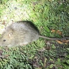 Rattus rattus at Rendezvous Creek, ACT - 28 Mar 2020