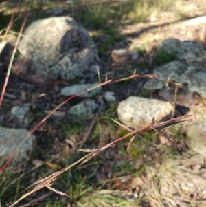 Cymbopogon refractus at Dunlop, ACT - 10 May 2020