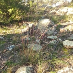 Cymbopogon refractus at Dunlop, ACT - 10 May 2020