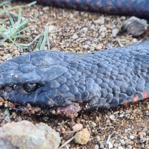 Pseudechis porphyriacus at Molonglo Valley, ACT - 10 May 2020