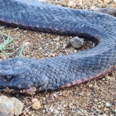 Pseudechis porphyriacus at Molonglo Valley, ACT - 10 May 2020