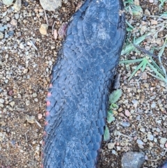 Pseudechis porphyriacus at Molonglo Valley, ACT - 10 May 2020