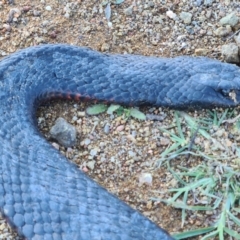 Pseudechis porphyriacus at Molonglo Valley, ACT - 10 May 2020