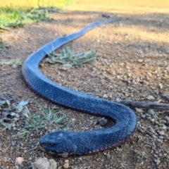 Pseudechis porphyriacus at Molonglo Valley, ACT - 10 May 2020