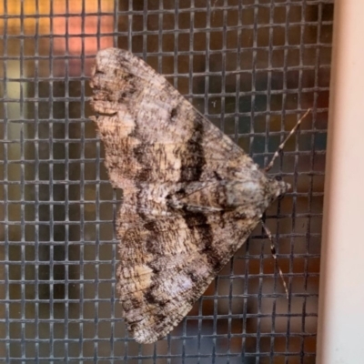 Gastrinodes argoplaca (Cryptic Bark Moth) at Ngunnawal, ACT - 10 May 2020 by GeoffRobertson