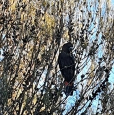 Calyptorhynchus lathami (Glossy Black-Cockatoo) at Mount Jerrabomberra QP - 10 May 2020 by Youspy