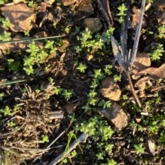 Crassula sieberiana at Hughes, ACT - 10 May 2020