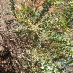 Acacia cultriformis at Hughes, ACT - 10 May 2020