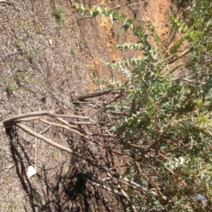 Acacia cultriformis at Hughes, ACT - 10 May 2020