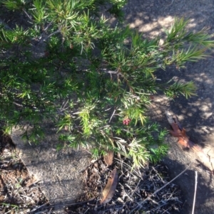 Grevillea juniperina at Hughes, ACT - 10 May 2020 01:46 PM