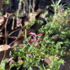 Fumaria muralis subsp. muralis (Wall Fumitory) at Hughes, ACT - 10 May 2020 by KL