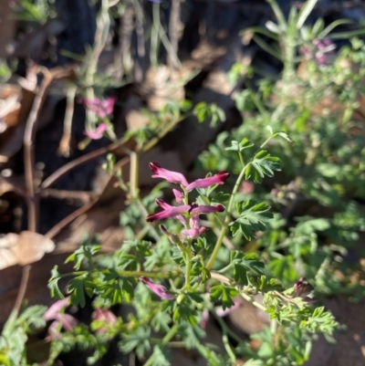 Fumaria muralis subsp. muralis (Wall Fumitory) at Hughes, ACT - 10 May 2020 by KL