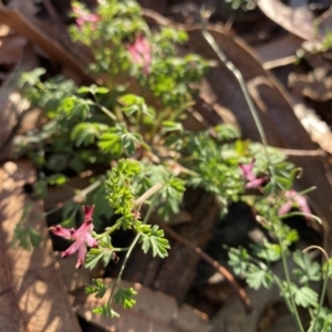 Fumaria muralis subsp. muralis at Hughes, ACT - 10 May 2020