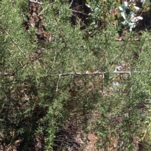 Cupressus sp. at Hughes, ACT - 10 May 2020