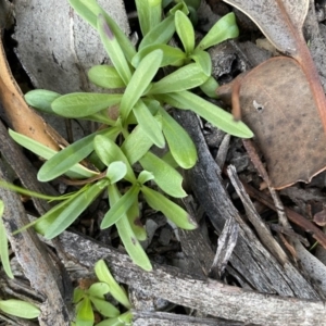 Petrorhagia sp. at Hughes, ACT - 10 May 2020