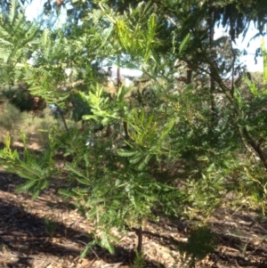 Acacia decurrens at Hughes, ACT - 10 May 2020 01:55 PM