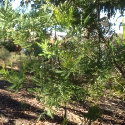 Acacia decurrens (Green Wattle) at Hughes, ACT - 10 May 2020 by jennyt