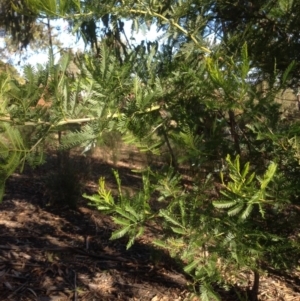 Acacia decurrens at Hughes, ACT - 10 May 2020 01:55 PM