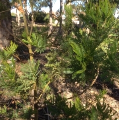 Acacia decurrens at Hughes, ACT - 10 May 2020 01:55 PM