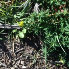 Euphorbia lathyris (Caper Spurge) at Hughes, ACT - 10 May 2020 by jennyt