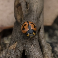 Coccinella transversalis (Transverse Ladybird) at Michelago, NSW - 17 Mar 2019 by Illilanga