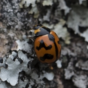 Coccinella transversalis at Michelago, NSW - 17 Mar 2019 11:42 AM