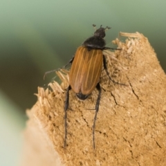 Phyllotocus rufipennis (Nectar scarab) at Michelago, NSW - 22 Nov 2019 by Illilanga