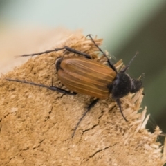 Phyllotocus rufipennis at Michelago, NSW - 22 Nov 2019 09:56 AM