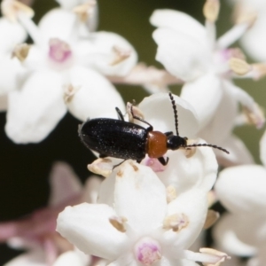 Atoichus bicolor at Michelago, NSW - 28 Oct 2018 12:25 PM