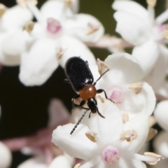 Atoichus bicolor at Michelago, NSW - 28 Oct 2018