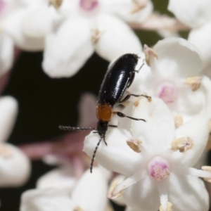 Atoichus bicolor at Michelago, NSW - 28 Oct 2018 12:25 PM