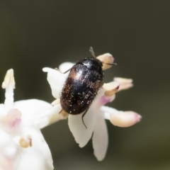 Dermestidae sp. (family) (Dermestid, carpet or hide beetles) at Michelago, NSW - 28 Oct 2018 by Illilanga