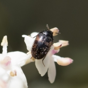 Dermestidae sp. (family) at Michelago, NSW - 28 Oct 2018 12:28 PM