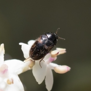 Dermestidae sp. (family) at Michelago, NSW - 28 Oct 2018 12:28 PM