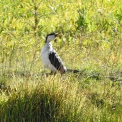 Microcarbo melanoleucos (Little Pied Cormorant) at Hume, ACT - 8 May 2020 by RodDeb