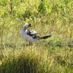 Microcarbo melanoleucos at Hume, ACT - 9 May 2020