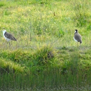 Vanellus miles at Hume, ACT - 9 May 2020