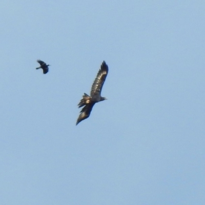 Aquila audax (Wedge-tailed Eagle) at Jerrabomberra, ACT - 9 May 2020 by RodDeb