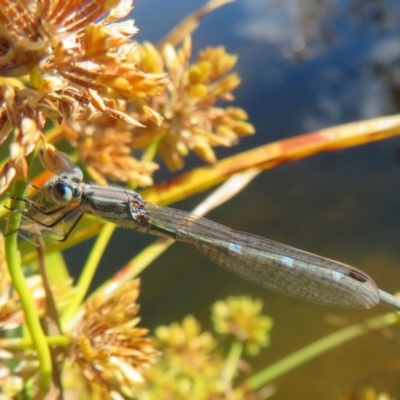 Austrolestes leda (Wandering Ringtail) at Greenway, ACT - 10 May 2020 by Christine