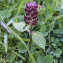 Prunella vulgaris (Self-heal, Heal All) at Coree, ACT - 10 May 2020 by Sarah2019