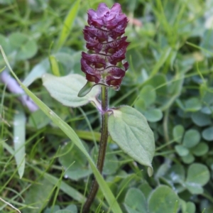 Prunella vulgaris at Coree, ACT - 10 May 2020