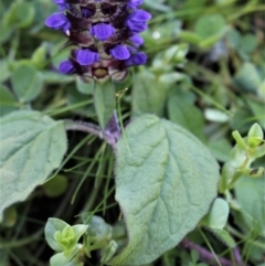 Prunella vulgaris at Coree, ACT - 10 May 2020