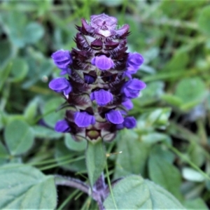 Prunella vulgaris at Coree, ACT - 10 May 2020