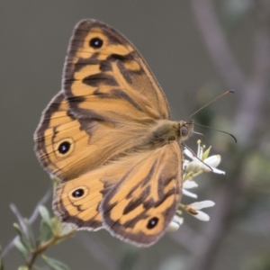 Heteronympha merope at Michelago, NSW - 26 Dec 2017