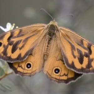 Heteronympha merope at Michelago, NSW - 26 Dec 2017 04:36 PM