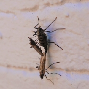 Boreoides subulatus at Hughes, ACT - 10 May 2020