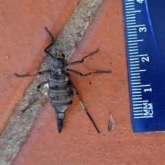 Boreoides subulatus at Hughes, ACT - 10 May 2020