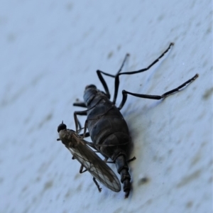 Boreoides subulatus at Hughes, ACT - 10 May 2020