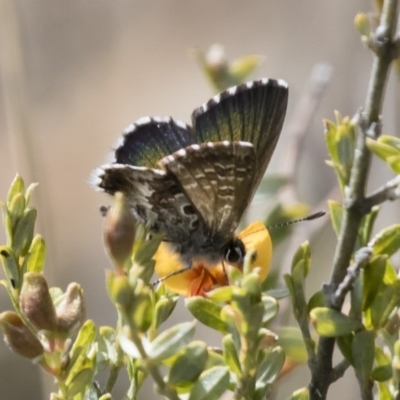 Neolucia agricola (Fringed Heath-blue) at Michelago, NSW - 15 Nov 2017 by Illilanga