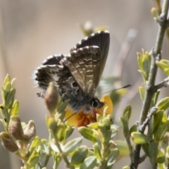 Neolucia agricola at Michelago, NSW - 15 Nov 2017